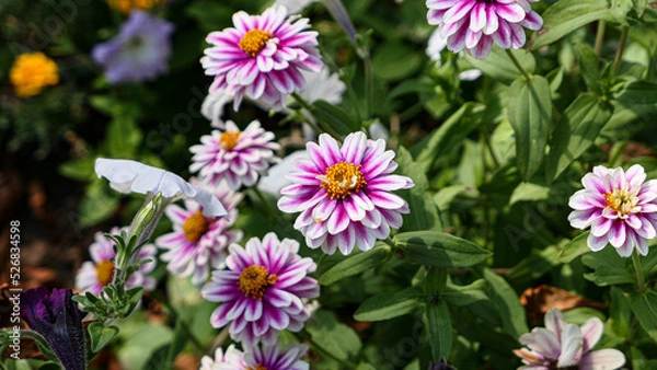 Fototapeta A beautiful daysies flowers outdoors