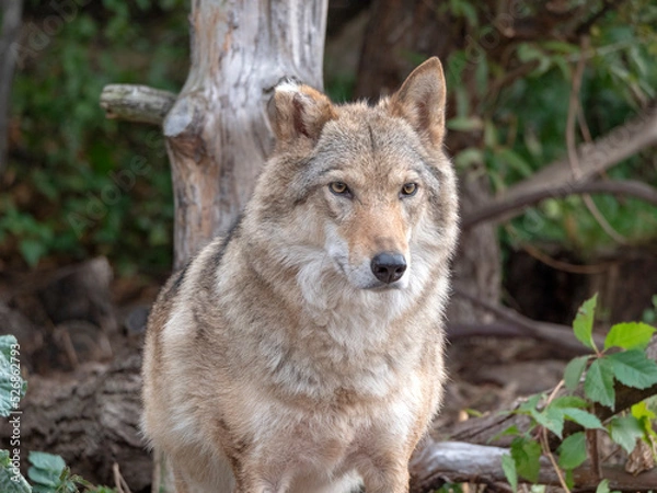 Fototapeta Grey Wolf Canis lupus Portrait - captive animal