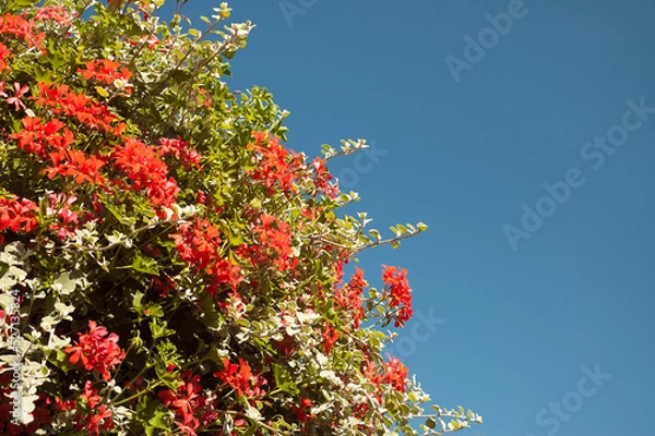 Fototapeta red decorative flowers on a blue sky background