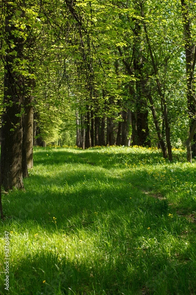 Fototapeta beautiful park