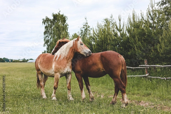 Fototapeta horse and foal