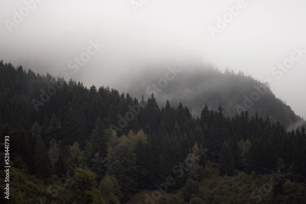 Fototapeta Forest pine tree landscape with fog and mist