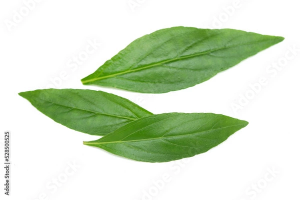 Fototapeta paniculata on a white background