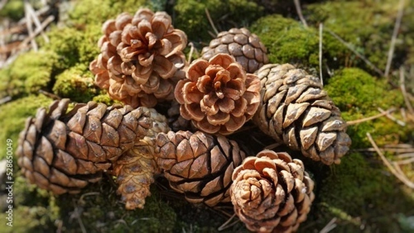 Fototapeta Pine cones in the forest