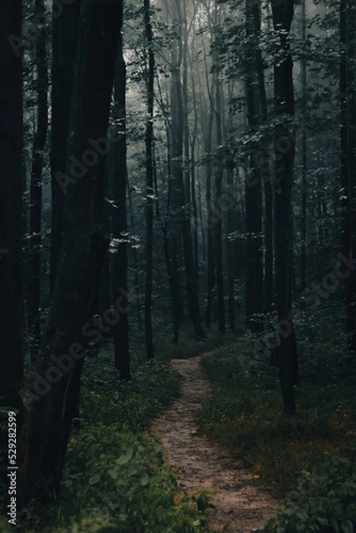 Fototapeta misty forest in the morning, fog in dark forest, mysterious, cold tones, moody