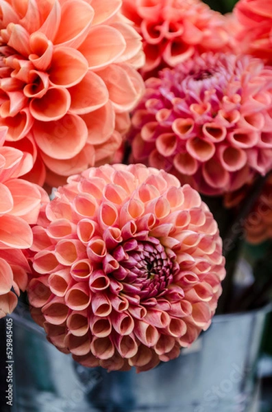 Fototapeta Apricot-orange dahlia on a blurred background.