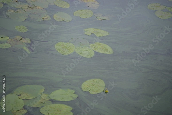 Fototapeta Landscape, gradient, green lily leaves, pods, yellow pod flowers, yellow water lilies, background, wildlife close-up, river lilies, yellow lake, cyanobacteria, blue-green algae, water diseases, leaves