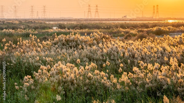 Fototapeta Pampas grass at abu nakla pond in qatar.