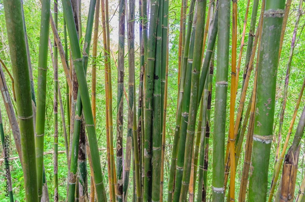 Fototapeta Thai Bamboo in forest