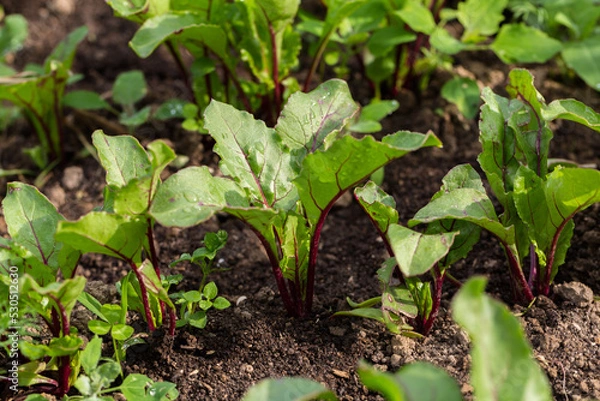 Fototapeta Young, sprouted beet growing in open ground flat bed into the garden. Growing vegetables at home.