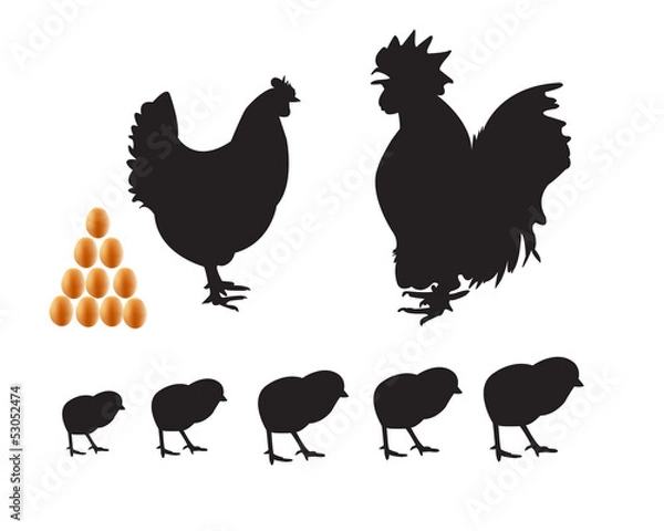 Fototapeta bantam chicken chicks eggs