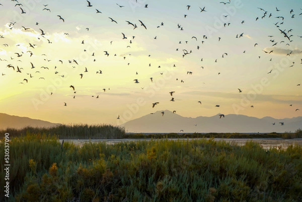 Fototapeta flock of birds flying at sunset over ornithological bay