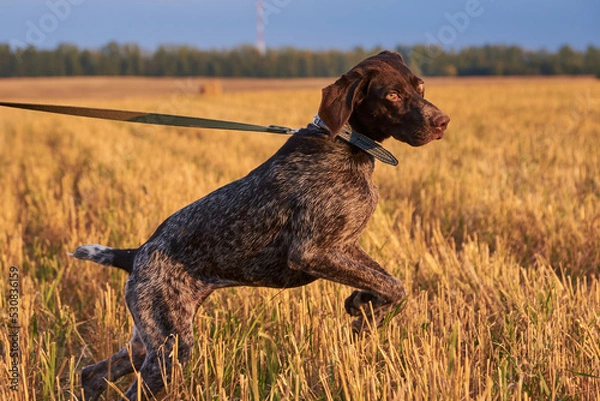 Fototapeta German shorthair pointer in a field at sunset.