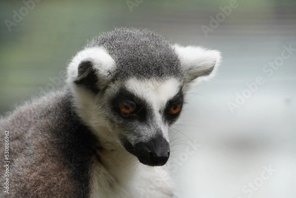 Fototapeta Ring tailed lemur