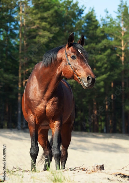 Fototapeta Beautiful Trakehner stallion in pine forest