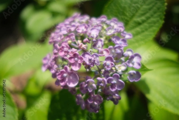 Fototapeta lilac flowers