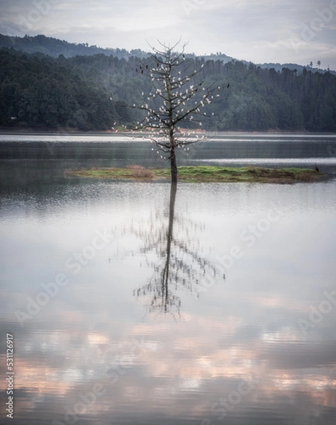 Obraz dead tree with birds on a lake