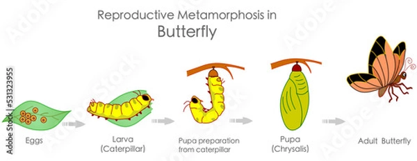 Fototapeta Butterfly reproductive metamorphosis. Insects reproduction. Growth development stages. Egg, embryo, larva, caterpillar, pupa, chrysalis metamorphosis adult steps. Infographic illustration Vector