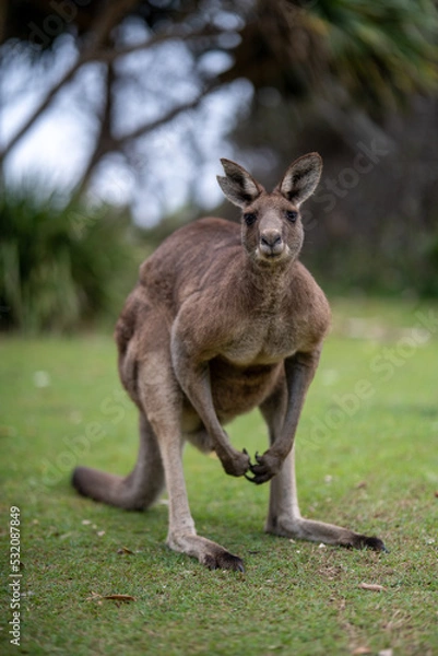 Fototapeta Kangaroos at rest