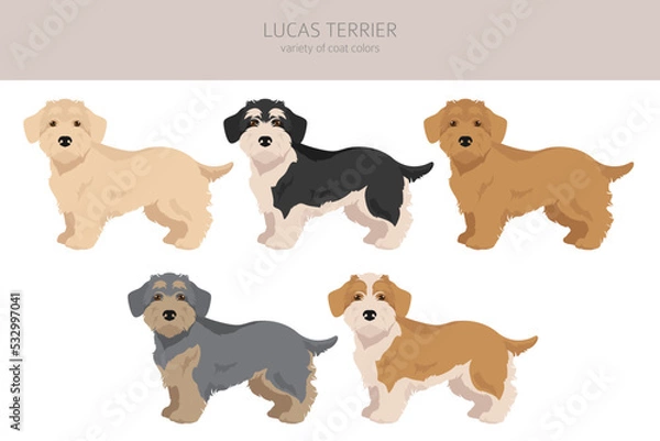 Fototapeta Lucas terrier clipart. Different coat colors set