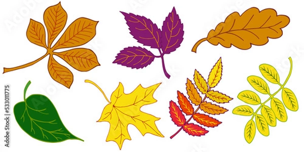 Fototapeta set autumn leaves chestnut, maple, mountain ash, acacia, oak, and lilac for making autumn wreaths