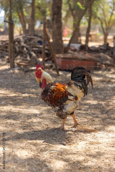 Fototapeta Rooster walking in a rural farm.