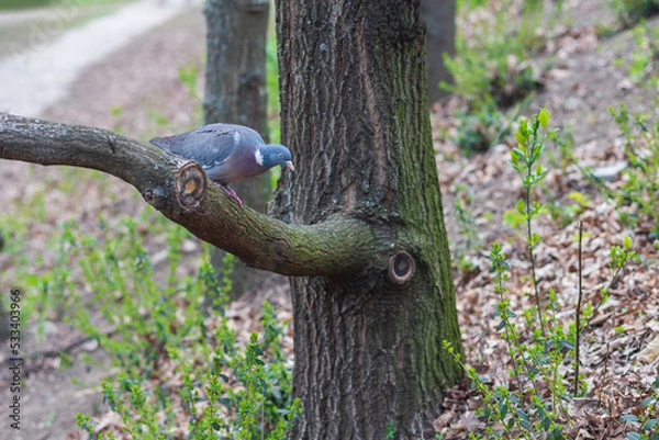 Fototapeta Pigeon sitting on a strong branch of a tree. In the background are green trees.