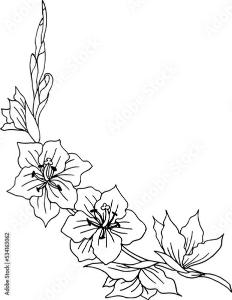 Fototapeta Set of hand drawn flower gladiolus and leaves. Isolated vector. Black outline plant on white background.