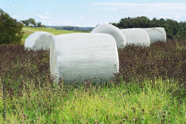 Fototapeta Round hay bales in plastic wrap in a lucerne field