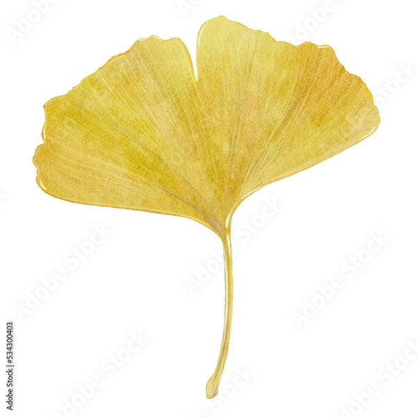 Fototapeta hand-drawn yellow leaf isolated on white background