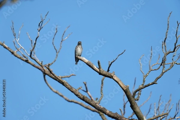 Fototapeta grey streaked flycatcher on a branch