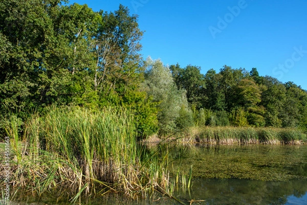 Fototapeta Leemringveld,  Voorsterbos, Flevoland province, The Netherlands