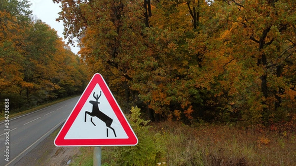 Fototapeta road sign wild animals on the background of the road and autumn forest, road triangular sign with a deer on the side of the road, signs of a deer crossing warning the driver