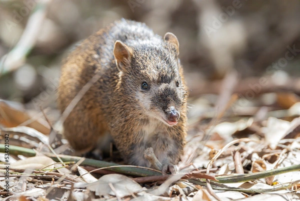 Fototapeta Australian Bandicoot close up shot with his sticking out his tongue