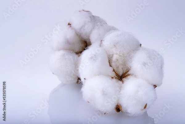 Fototapeta Delicate white fluffy cotton flower on light gray background with reflection, macro shoot. Cotton boll.