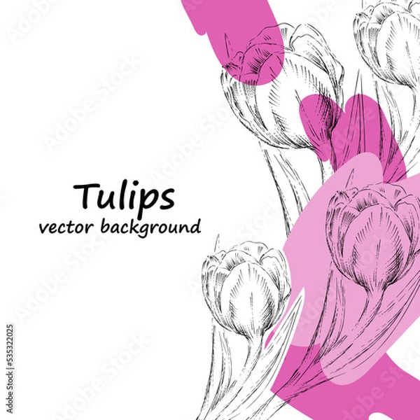 Fototapeta Tulips flowers banner or card layout. Tulips vector background or card design for invitations and greeting cards, hand drawn sketch style vector illustration.