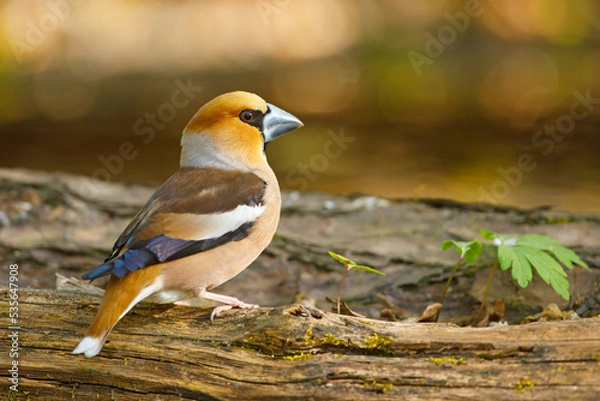 Fototapeta Grubodziób, pestkojad, grabołusk (Coccothraustes coccothraustes)