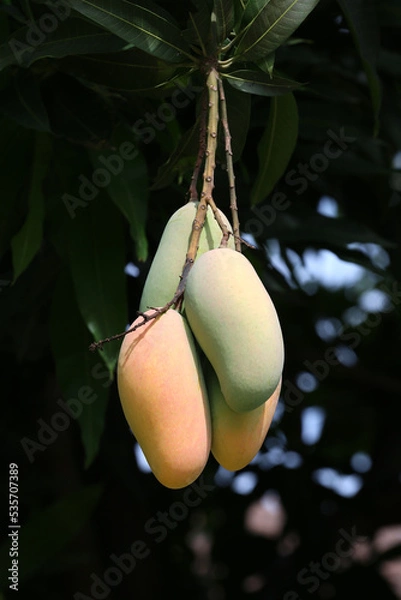 Fototapeta Mahachanok Mango on tree in the orchard.