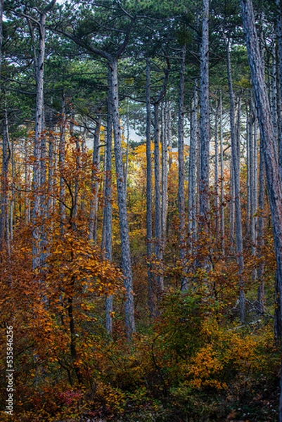 Fototapeta colorful autumn forest in the mist