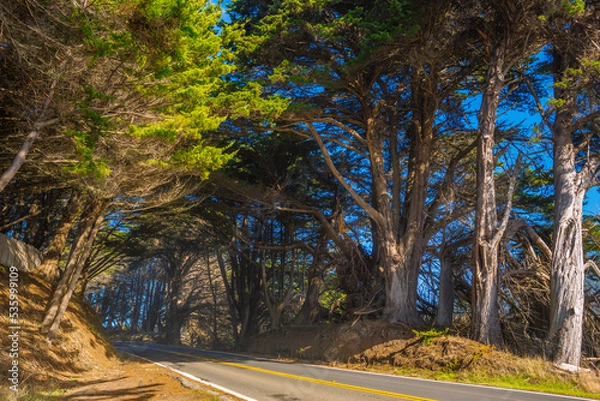 Fototapeta On the road, Driving along Highway 1, Northern California, Mendocino County, under tunnels formed by giant road trees