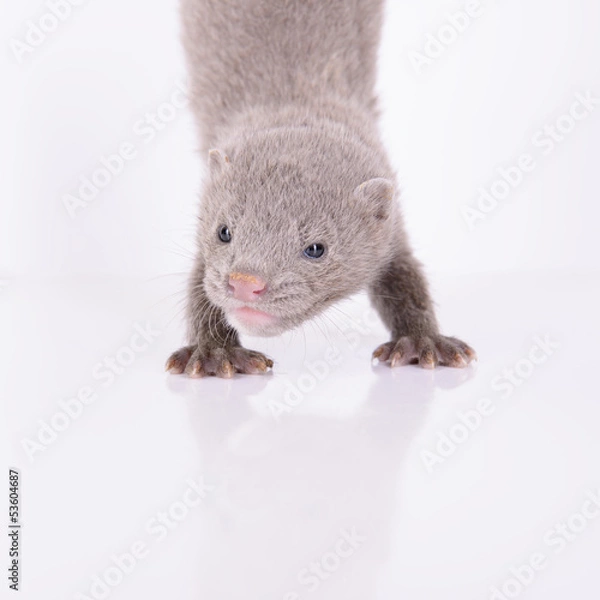 Fototapeta small gray mink