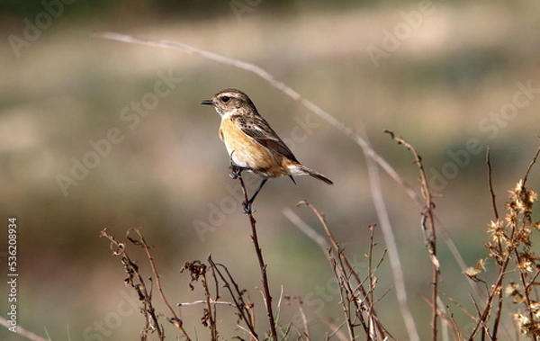 Fototapeta Birds in a city park on the seashore in Israel.