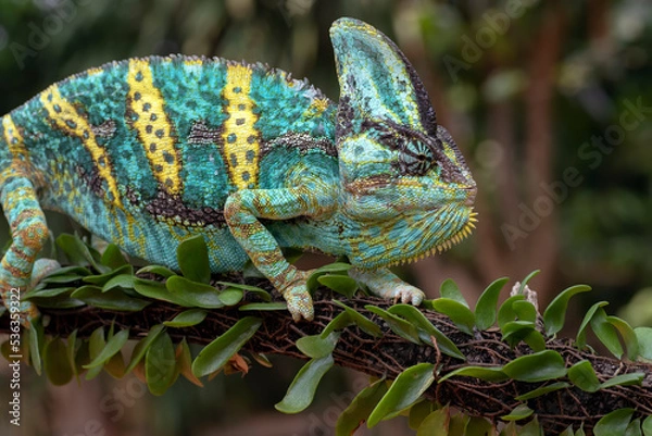 Fototapeta Green chameleon on tree branch, Veiled chameleon close up