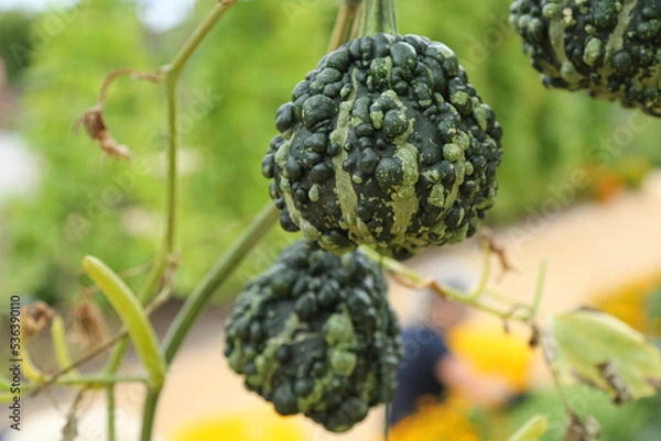 Fototapeta Three decorative warty pumpkins of green color are hanging on the stems against the background of greenery in the garden. Rural landscape.