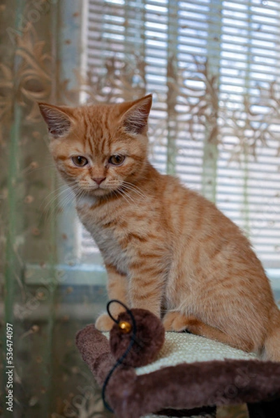 Fototapeta Red British kitten close-up. Vacation in the country.