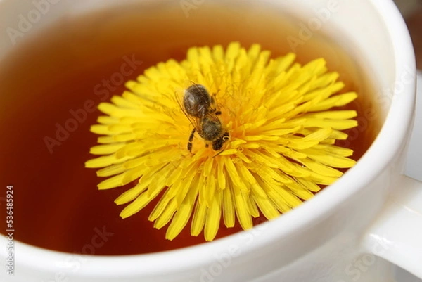 Fototapeta In a cup of tea lies a dandelion flower bud with a bee collecting nectar.