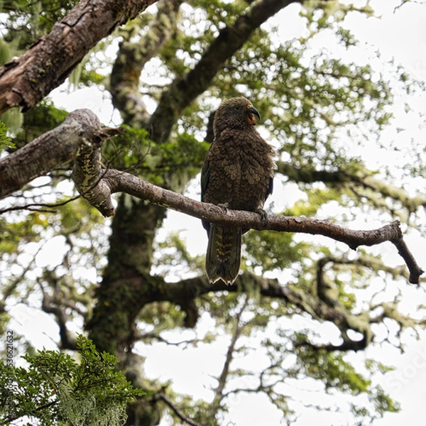 Fototapeta Kea, Aspiring National Park, New Zealand