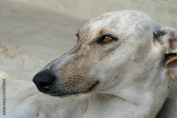 Fototapeta Greyhound Hund