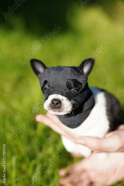 Fototapeta Funny, quirky, small, black and white chihuahua puppy, on the head with a black "ninja" mask against the background in green grass. Ninja Chihuahua