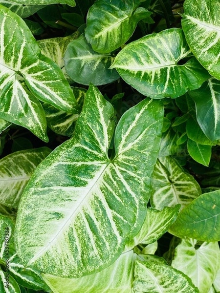 Fototapeta Caladium green plant background. Poplar ornamental plants for their large, arrowhead-shaped leaves marked in varying patterns in white, pink, and red.